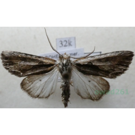 Calliergis ramosa (Esper, 1786) Sówka rozdwojona Czech32k